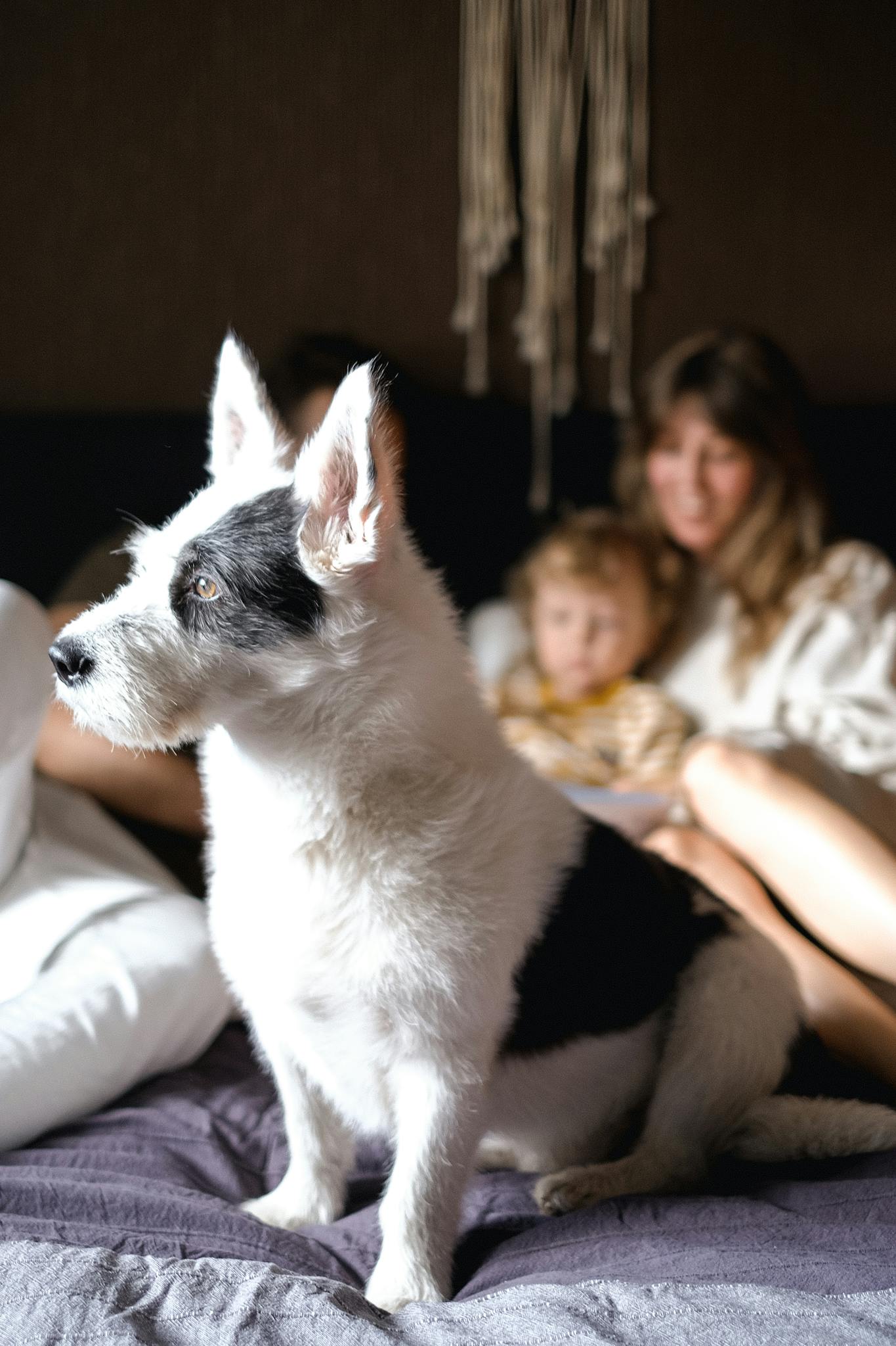 Adorable dog sitting on bed with family relaxing in background. Perfect for lifestyle themes.